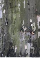 Tree Bark 0039